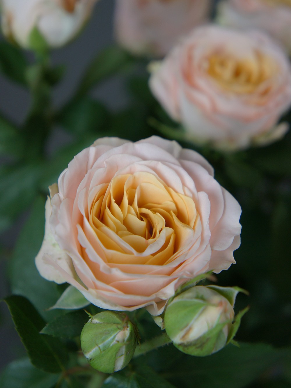 SONY DSC
