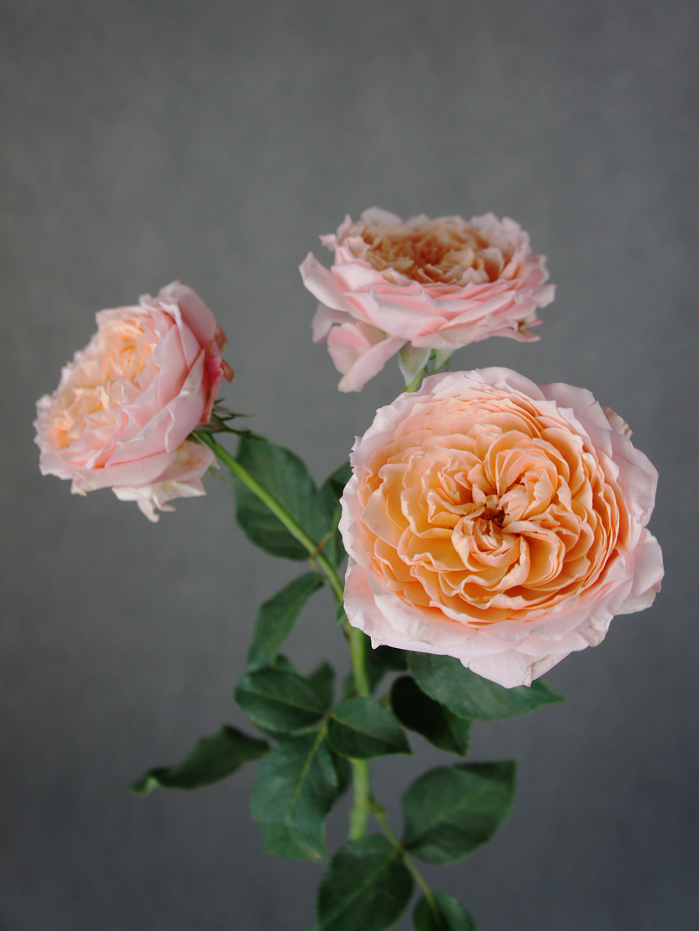 SONY DSC
