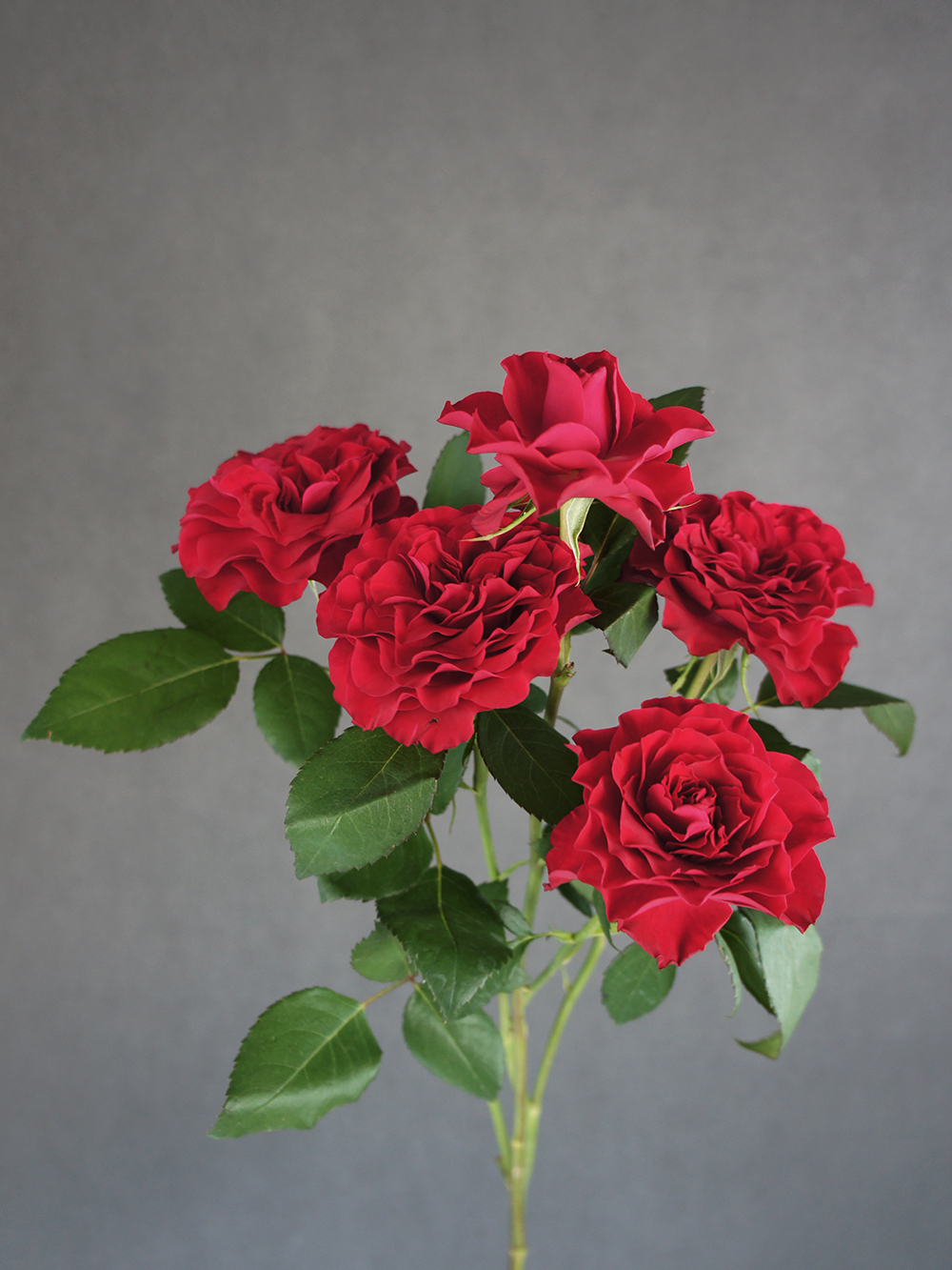 SONY DSC
