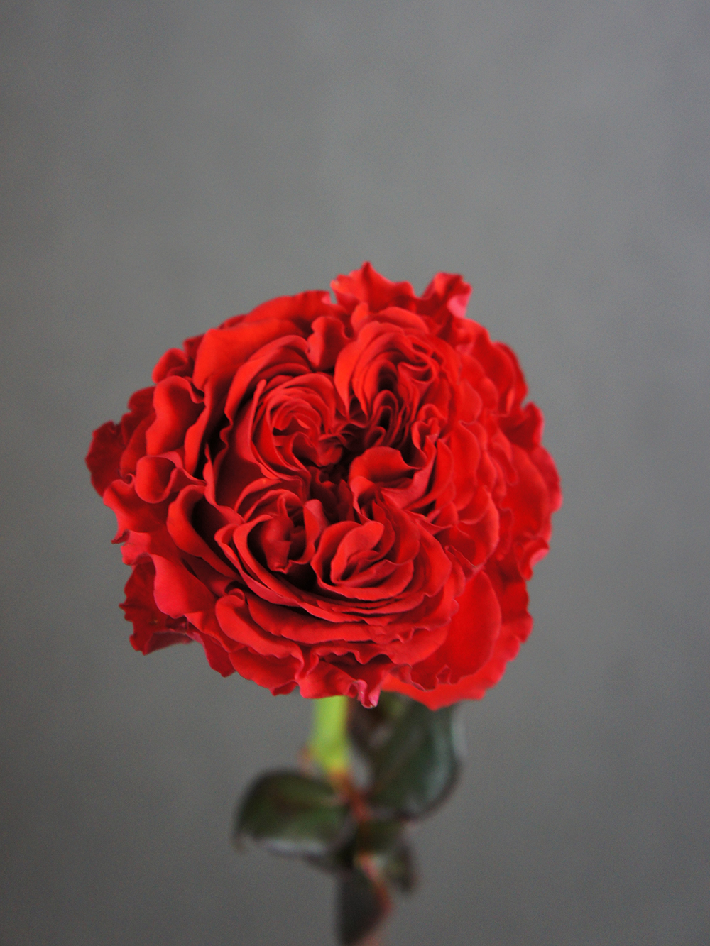 SONY DSC