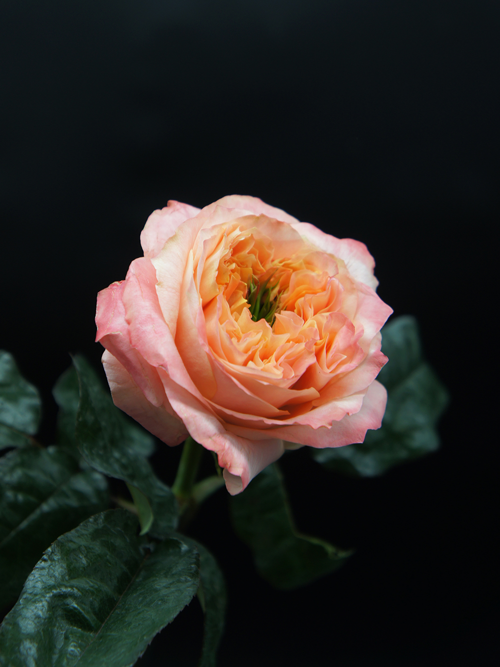 SONY DSC