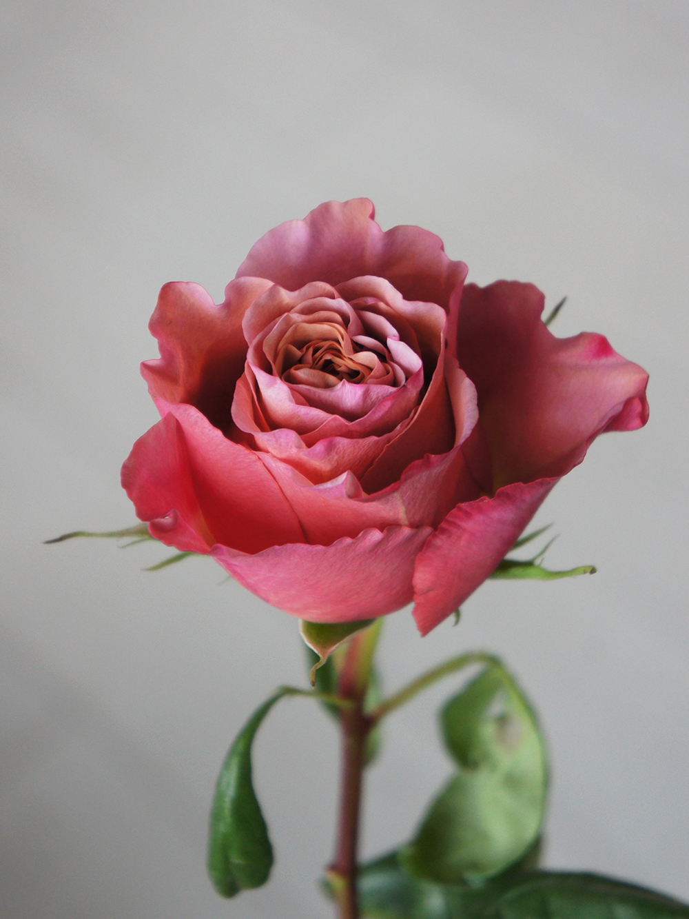 SONY DSC