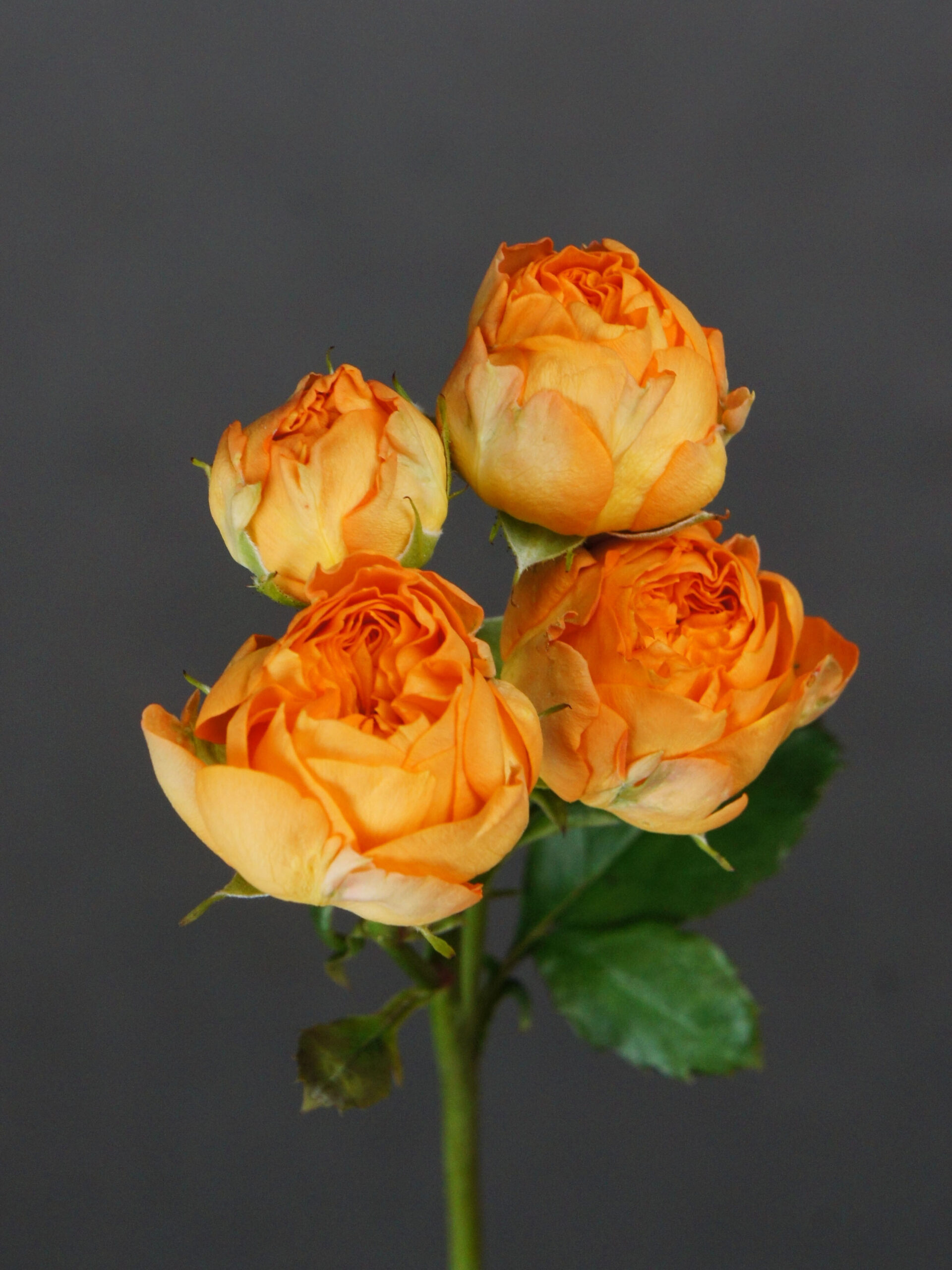 SONY DSC