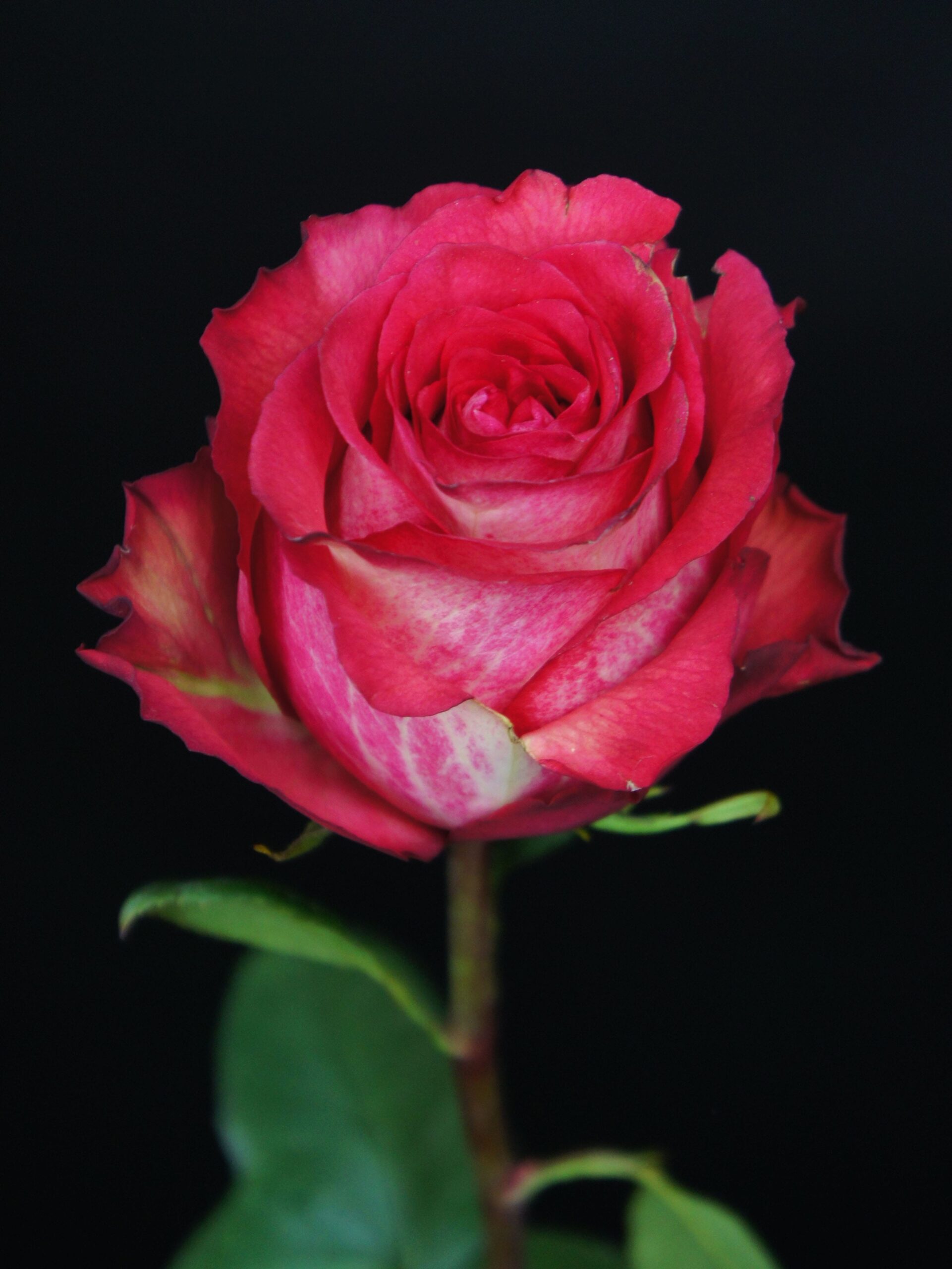 SONY DSC