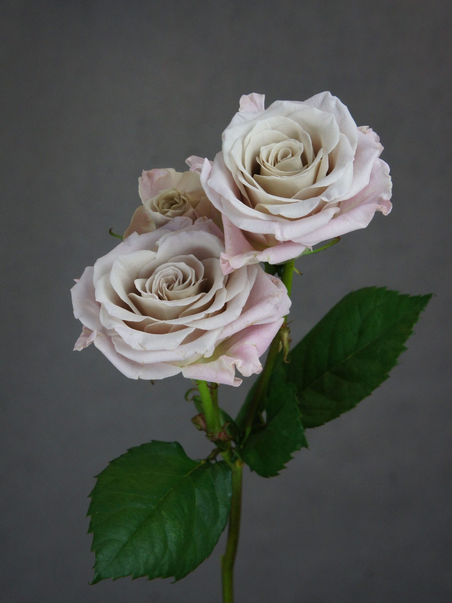 SONY DSC